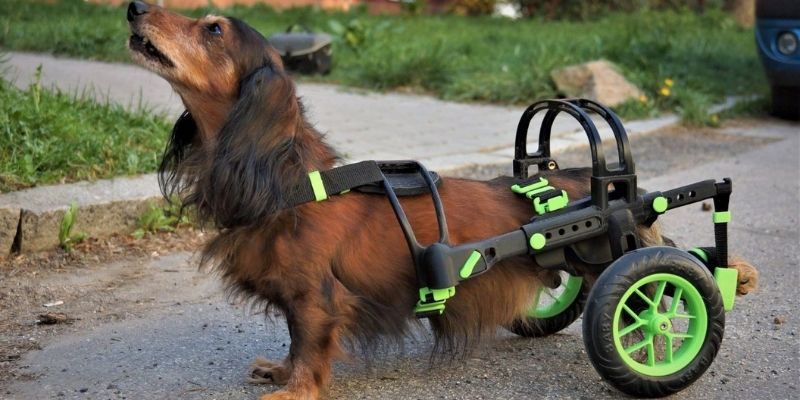 wheelchair for dogs czech