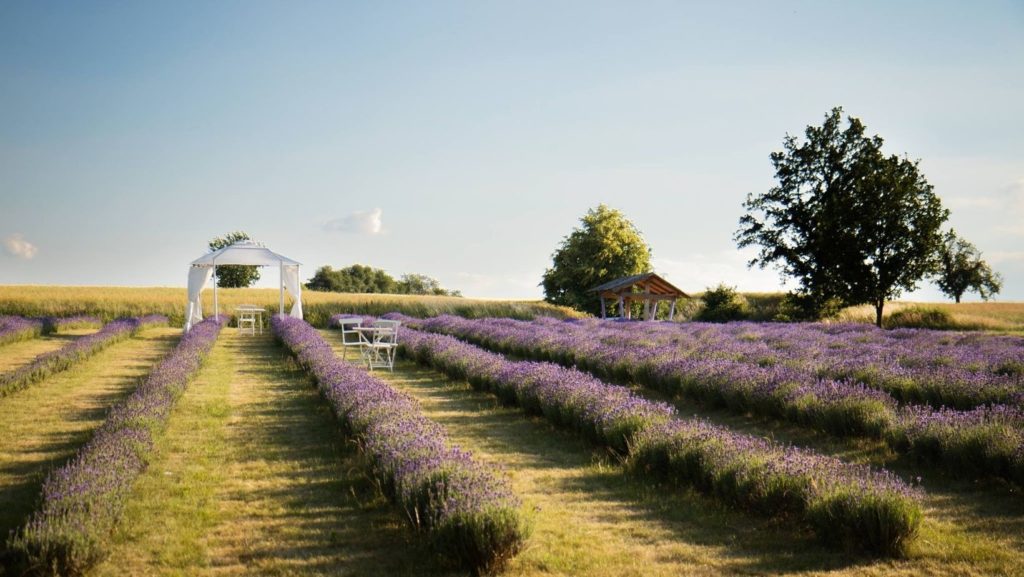 Lavender Farm Bezděkov