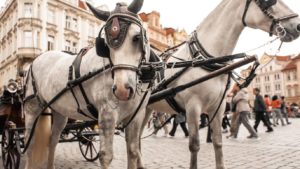 Horse-drawn carriages prague