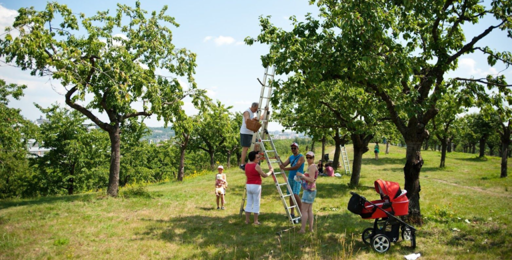pick up fruit prague