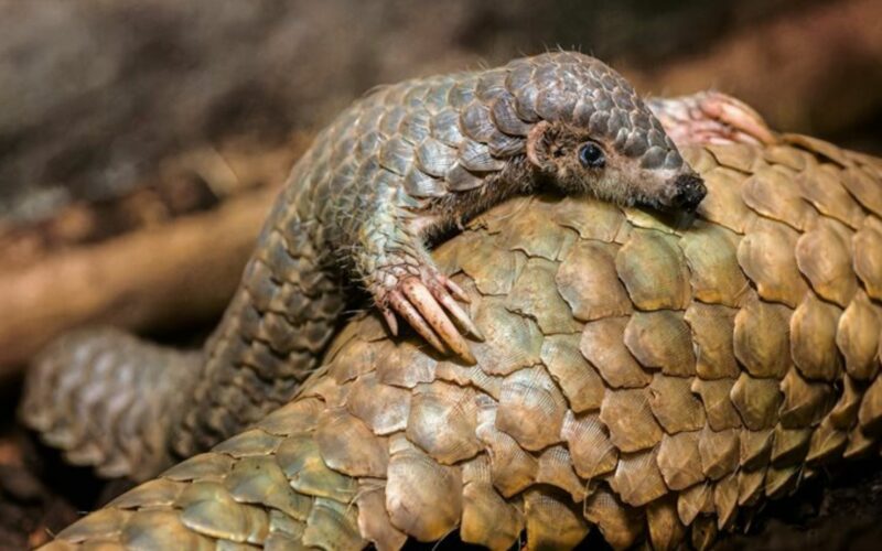 Prague Zoo's Triumph: Successfully Raising First Pangolin in Europe ...