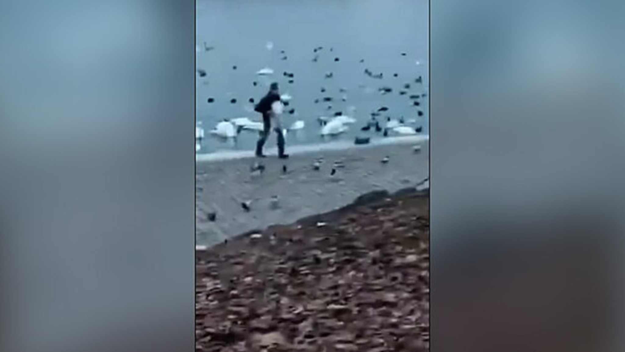 VIDEO: Man Caught Taking Swan From Prague’s Vltava River