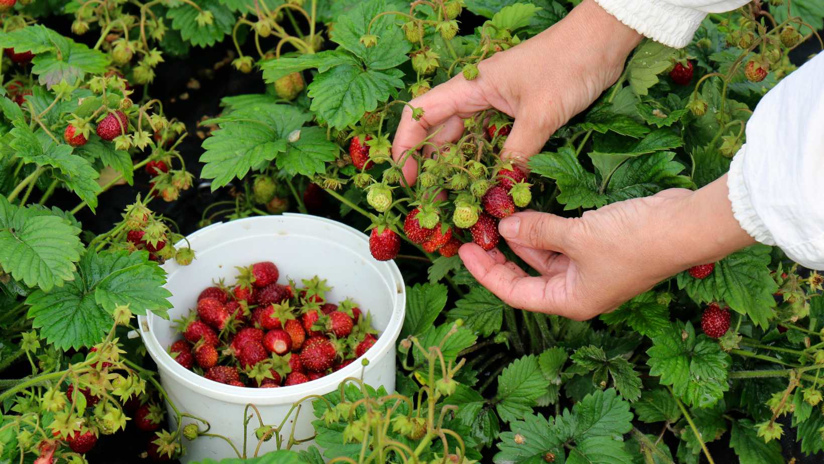 Czech Strawberry Season Kicks Off — But Expect Smaller Berries and Higher Prices